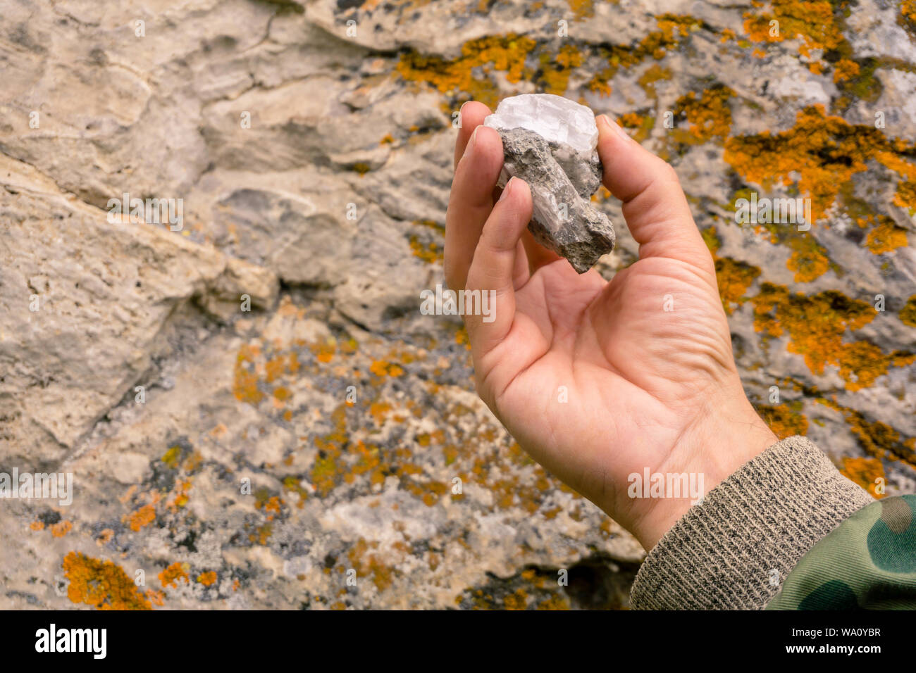 transparent gypsum crystals on a piece of rock on the palm of geologist`s hand on the background of natural wild limestone rock with lichen Stock Photo